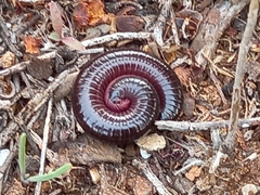 Ommatoiulus moreleti