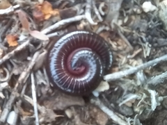 Ommatoiulus moreleti