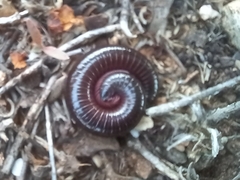 Ommatoiulus moreleti