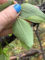 Salix pyrifolia