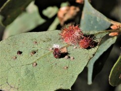 Andricus crystallinus