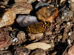 Phystis simois variegata