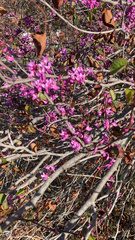 Cercis occidentalis