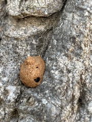 Eumenes mediterraneus