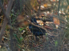 Cyanoloxia brissonii