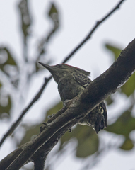Hemicircus concretus