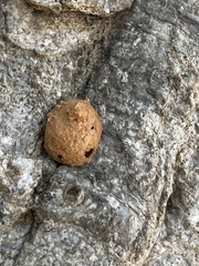 Eumenes mediterraneus