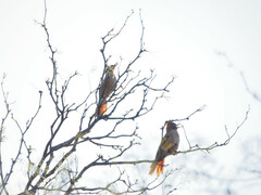 Pseudoseisura lophotes