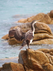 Gulosus aristotelis desmarestii