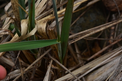 Leymus mollis