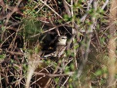Stigmatura budytoides