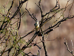Stigmatura budytoides
