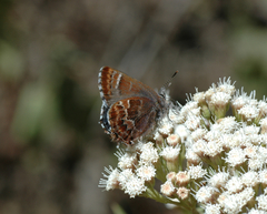 Callophrys guatemalena