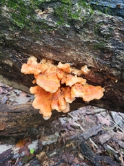 Laetiporus gilbertsonii