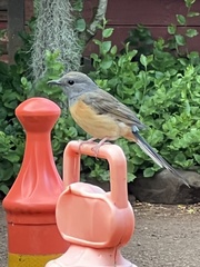 Copsychus malabaricus