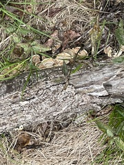 Trametes hirsuta