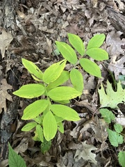 Polygonatum pubescens