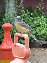 Copsychus malabaricus