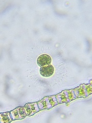 Cosmarium contractum