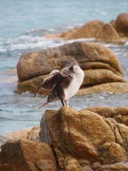 Gulosus aristotelis desmarestii