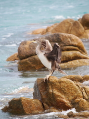 Gulosus aristotelis desmarestii