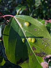 Taphrina populi-salicis