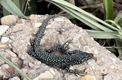 Podarcis muralis nigriventris