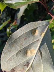Taphrina populi-salicis