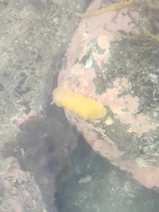 Dendrodoris citrina