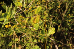 Muehlenbeckia hastulata
