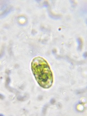 Cylindrocystis