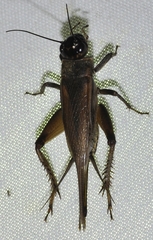 Acheta hispanicus