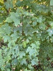 Acer leucoderme