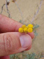 Helichrysum stoechas