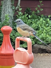 Copsychus malabaricus