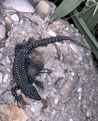 Podarcis muralis nigriventris