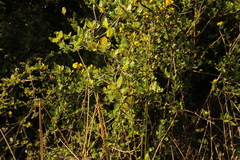 Muehlenbeckia hastulata