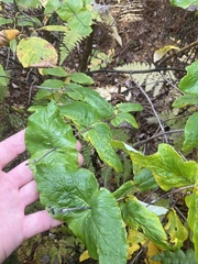 Lonicera dioica