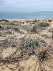 Helichrysum stoechas