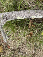 Flavoparmelia caperata