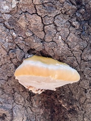 Ganoderma resinaceum