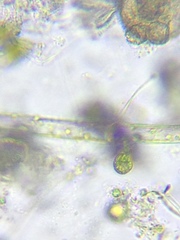 Scyphidiidae