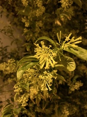 Cestrum nocturnum
