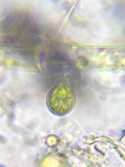 Scyphidiidae