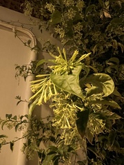 Cestrum nocturnum