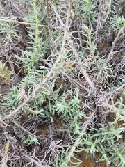 Helichrysum stoechas
