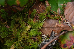 Kindbergia oregana