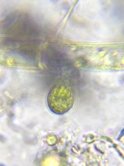 Scyphidiidae