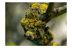 Xanthomendoza weberi