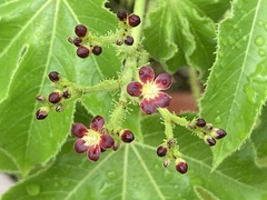 Jatropha gossypiifolia